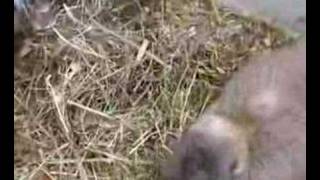 Inga works on her nest