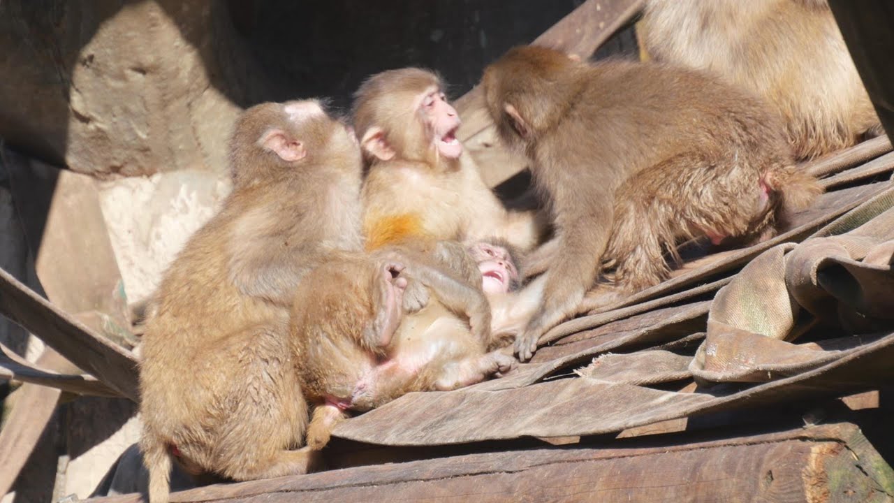 Baby Japanese macaques at Tama Zoo 202512 - YouTube