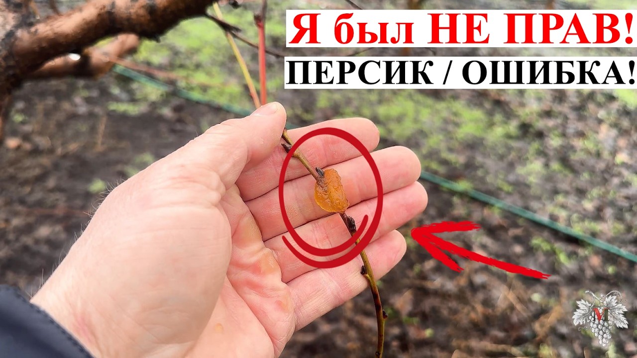 Я был НЕ ПРАВ! ПЕРСИК / ОШИБКА!