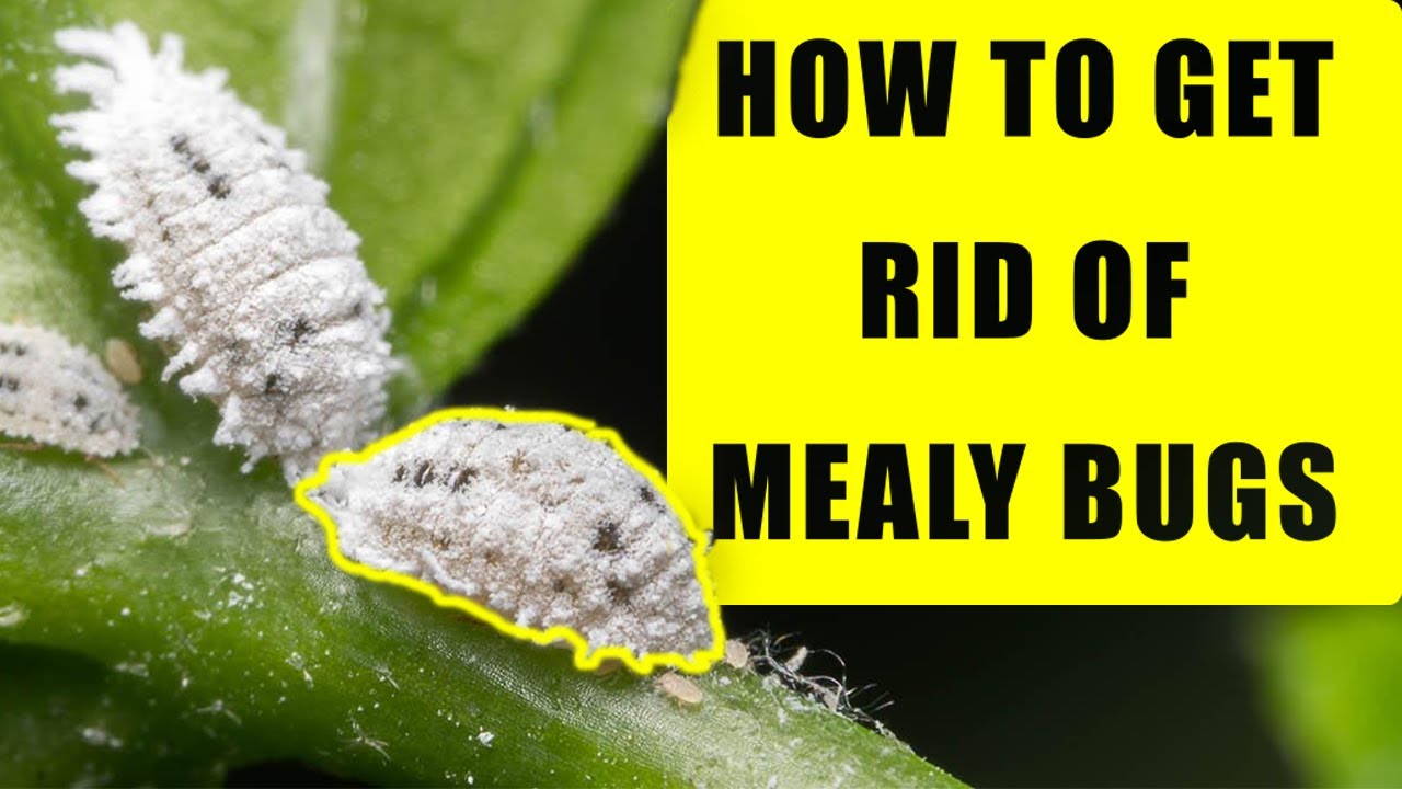 HOW TO GET RID OF MEALY BUGS INSTANTLY - HOW TO - PLANT PESTS - YouTube