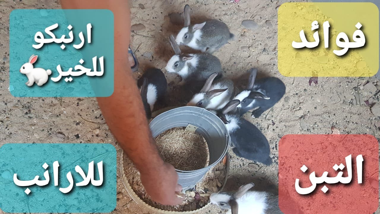 تربية الارانب اهمية فوائد التبن رهيبة للارانب/2021
