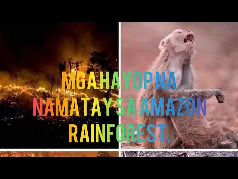 Amazon rainforest mga hayop na namatay!!