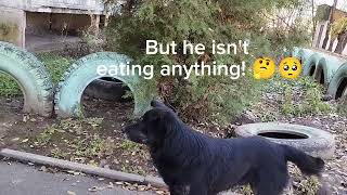 The Stray Dog Refuses To  Eat !🤔🥺🐺#feeding #stray #dogs by With Love To Animals  282 views 6 months ago 1 minute, 12 seconds