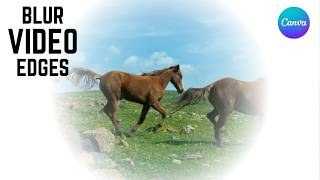 How to Get Blurred Edges on Video in Canva | Feather Video Edges