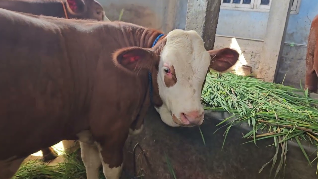 Pedet super calon 1 ton up?? Sudah vaksin & gratis kirim 7 Maret 2026