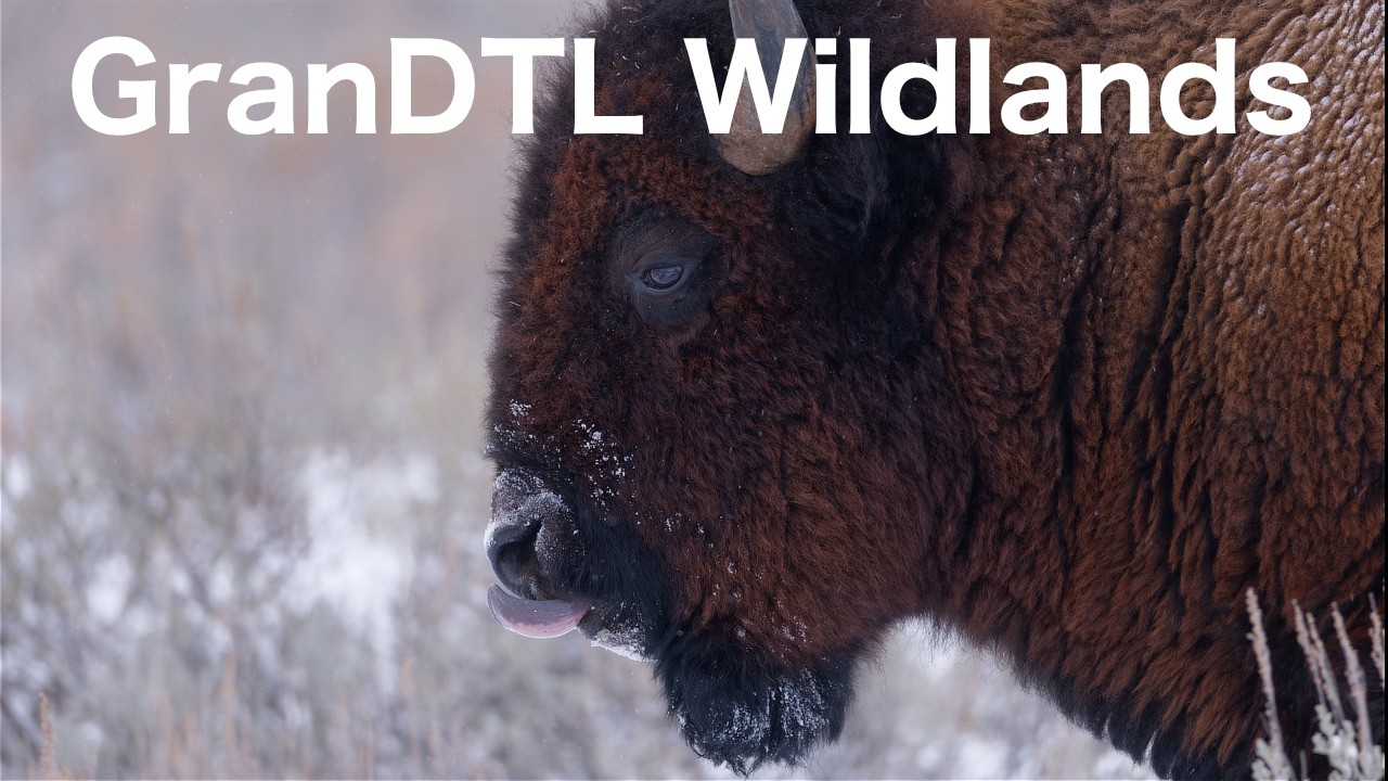 Yellowstone trip - January 2026