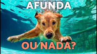 Todos os cães conseguem nadar? 🐶 (A resposta pode te surpreender!)