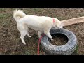 Update on Reilly’s LGD training Update on Reilly’s LGD training