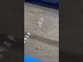 え！？魚？