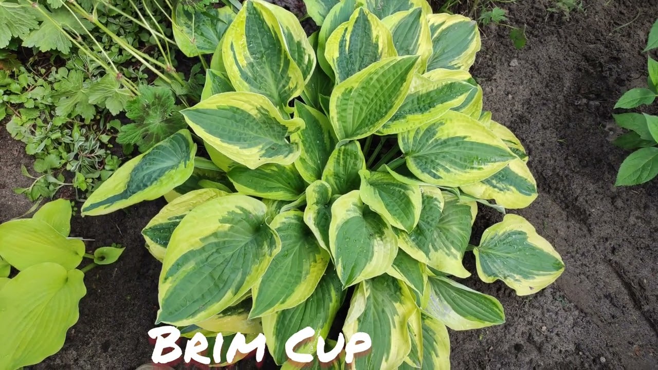 Хоста Brim Cup