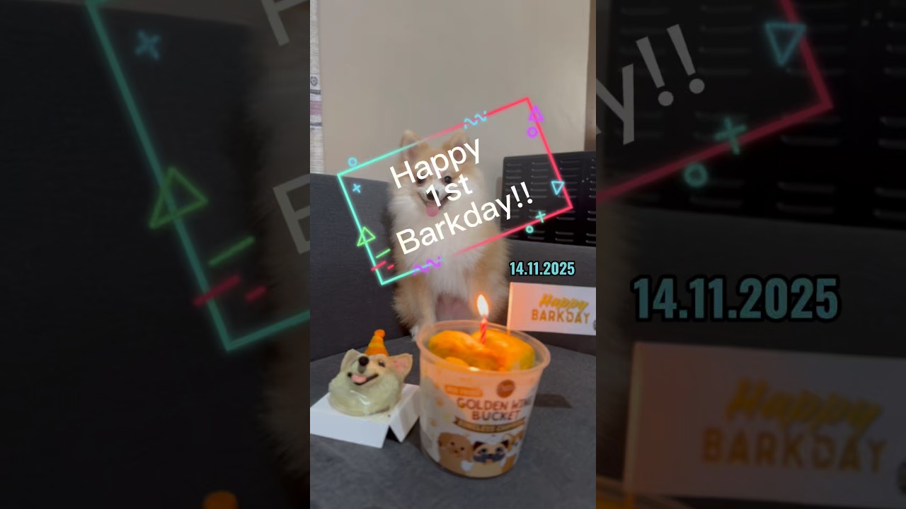 Happy 1st Barkday Toffee 🥳 