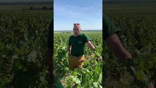Vendanges 2023 : Le Mot Du Chef De Caves