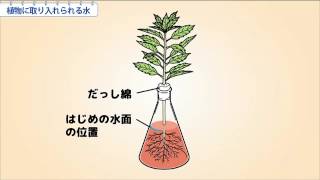 小6理科 植物に取り入れられる水 Youtube