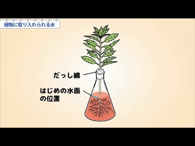 小6理科 植物に取り入れられる水 Youtube