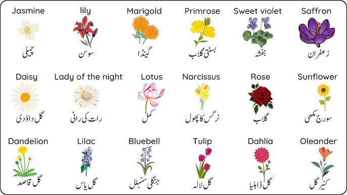 Names Of Flowers With Urdu Meanings