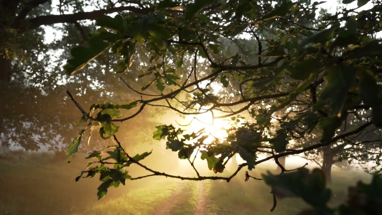 Trees || Forest || no copyright nature video