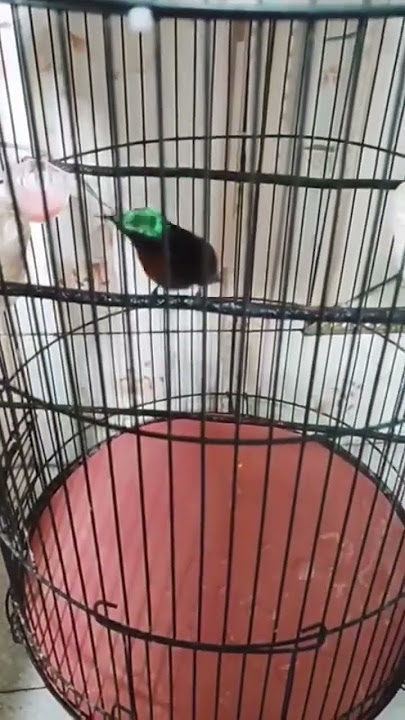 KOLIBRI NINJA NGOBRA #shorts #kolibri #kolibrininja