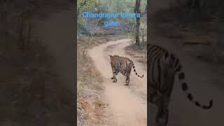 “Lohara’s king in action.Contectme for safari 9284827427#tadoba #tiger#loharagate#wildlife