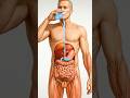 What Happen Inside Your Body When You Drink| Anatomy Educational Video #shorts #usa #viral #yt