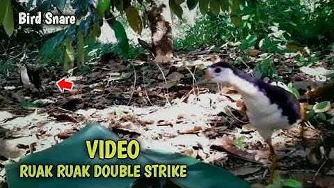 Jerat burung ruak ruak seru! double strike!!