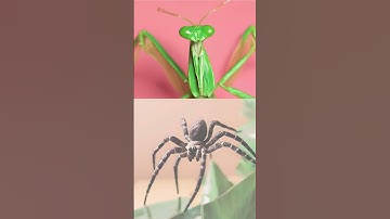 Daily Exposure Therapy for Common Phobias | Spider Phobia, Snake Phobia, Insect Phobia, Trypophobia
