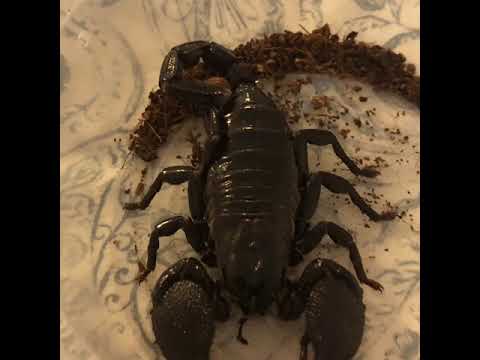 camera iphone 8 plus apk PANDINUS imperator the emperor scorpion (seeker Frederick)