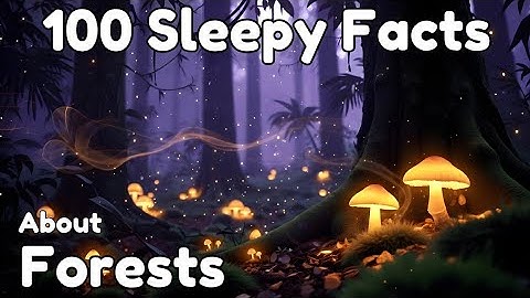 The Most Calming Facts About Forests to Fall Asleep To | Sleepy Science Universe