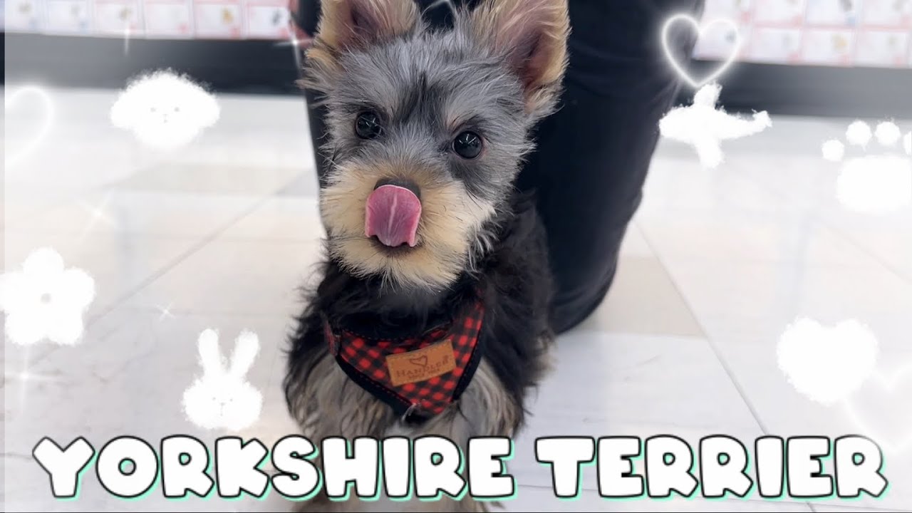 ヨーキーちゃん とうとう3頭目の極小ちゃん。『Y様』 | ヨーキー：ヨークシャー