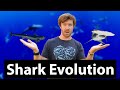 How have SHARKS EVOLVED? What did Sharks used to look like over 400 MILLION YEARS OF EVOLUTION?