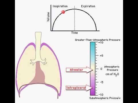 Boyle's Law and Breathing - YouTube