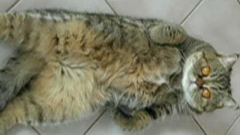 Video 567911: shorthair persian cat, sleepy persian cat, lazy persian cat, shorthair cat enjoying