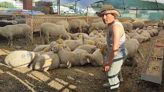 kurbanlık fiyatları  2024 • küçükbaş koyun ve keçi kurbanlık fiyatları 2024