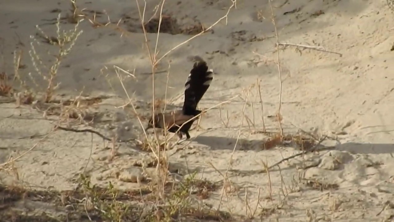 Birds of Saudi Arabia: Black Scrub-Robin