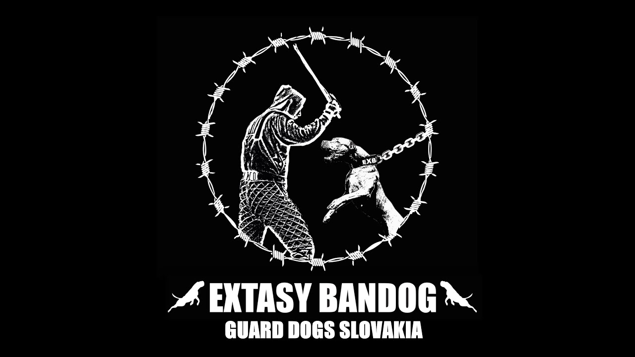 *FATAL* EXTASY BANDOG - TRAINING MIX 6-7 months old female!