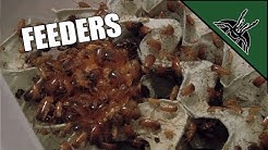 The FEEDERS I use for my animals