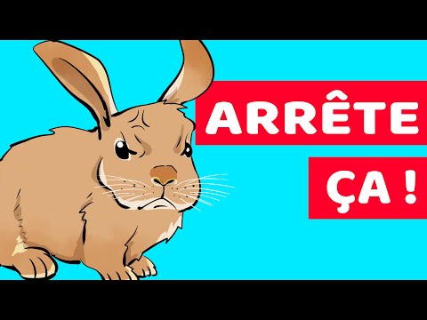 Vidéo: Est-ce que les lapins aiment être peignés ?