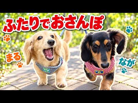 ミニチュアダックス2頭のお散歩｜まるとなが、歩いたり寄り道したり