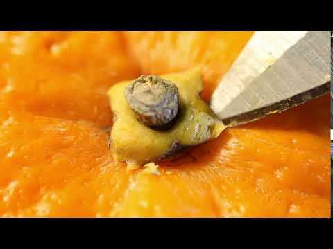 Видео: orange close up #shorts