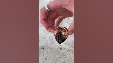 People find a scary seashell!