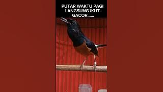 Suara murai batu PENGGACOR MURAI BATU PASTOL