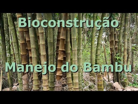 Vídeo: Bambu - Propriedades, Conteúdo Calórico, Aplicação