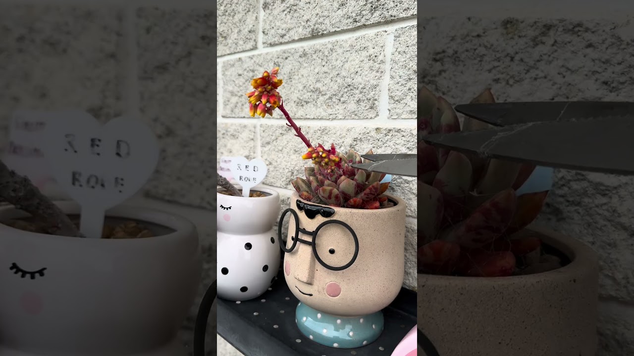 Succulent Tip! #succulent