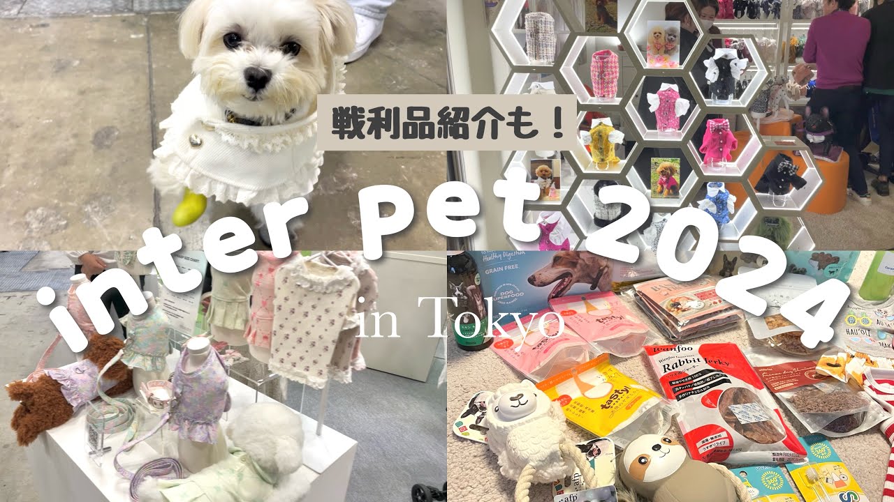 【インターペット2024】日本最大級の犬イベントが楽しすぎる！！約700社紹介！[後編] 東京/犬とお出かけ/マルチーズ/マルプー/多頭飼いの日常/愛犬と旅行