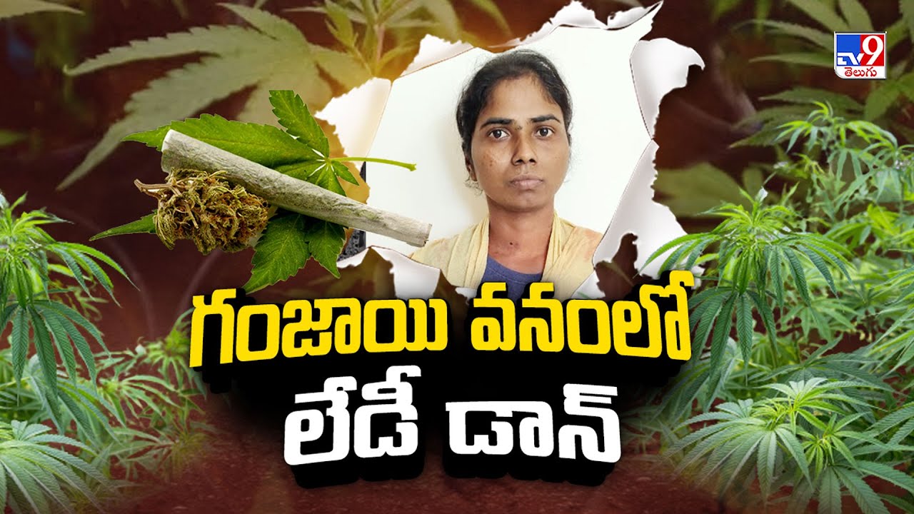 గంజాయి వనం లో లేడీ డాన్ గా ఎదిగిన రేణుక..! - TV9