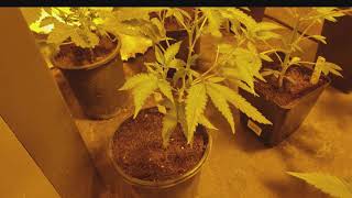 FULL MEDICAL GARDEN TOUR EP: 1