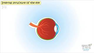 External and Internal Parts of Human Eye | Science | Grade-5 | Tutway |