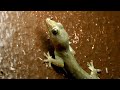 Asian House Gecko near light on hotel wall on rainy night - Hemidactylus frenatus