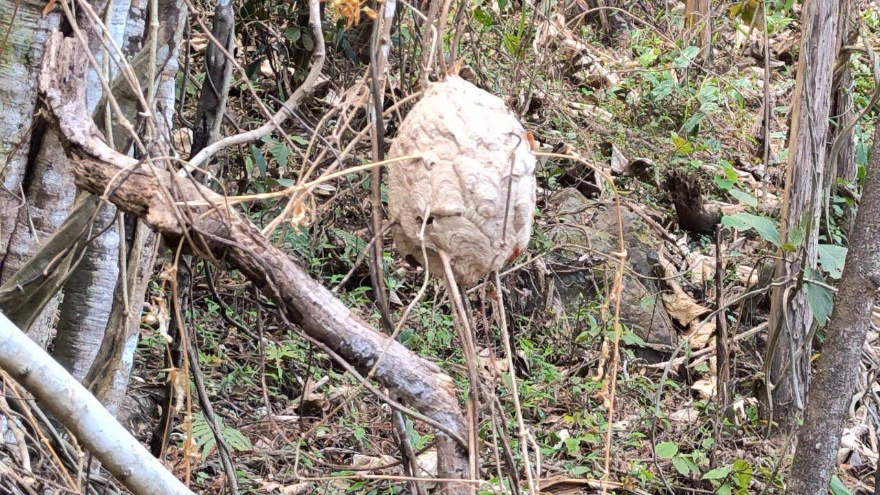 #KukiLand_Thinglhang lou a mang kisedan chomcha ana veu hite kasopiteho ...