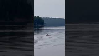 A bear swimming across Jackson Lake