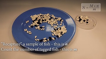 Biology Unit 3: Estimating population size using the Lincoln Index (Capture-Recapture)